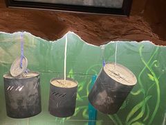 -上海大自然野生昆虫馆(东方明珠·爬宠昆虫探索中心)