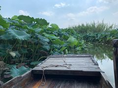 -池杉湖湿地公园