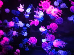 -烟台海昌鲸鲨海洋公园