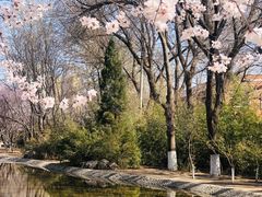 -桃花堤公园