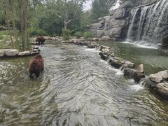 -北京野生动物园