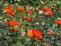 -上海共青森林公园