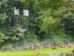-广州长隆飞鸟乐园