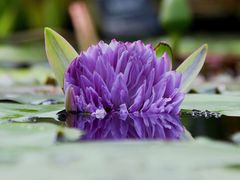 -国家植物园南园