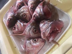 鱼头-秦记南岗鱼锅(珠吉路店)