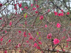 -南国桃园旅游度假区