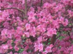 -木兰云雾山