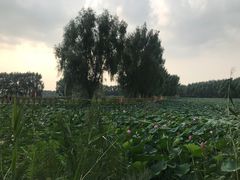 -白渔泡湿地公园