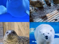 -海合安天津极地海洋公园