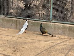 -秦皇岛野生动物园