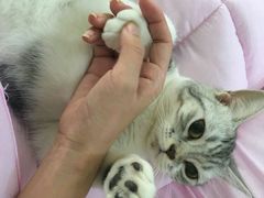 -伟伟宠物医院·CT影像中心·瑞派犬猫综合性门诊(汉口总院)