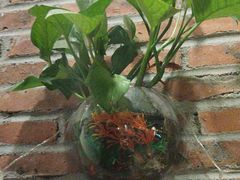 -红砖房乡村餐厅(海景店)