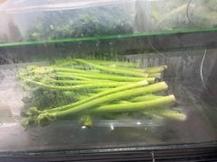 -仙店农庄