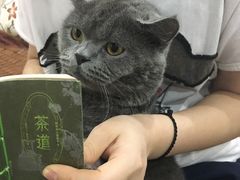 -伟伟宠物医院·CT影像中心·瑞派犬猫综合性门诊(汉口总院)