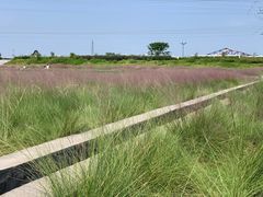 -王借岗森林公园