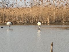 -盐城丹顶鹤湿地生态旅游区