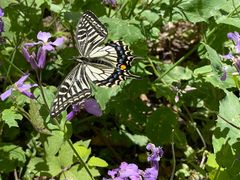 -湖洞水自然风景区