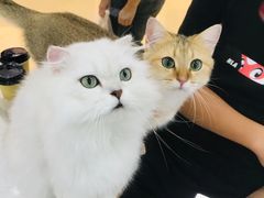 -糯米喵星人·撸猫猫舍咖啡馆(西市场嘉华店)