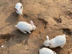 -石家庄市动物园