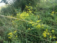 -真定郝家排骨(正定县总店)