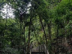 -南宁良凤江国家森林公园