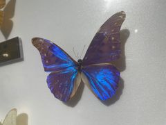 -上海昆虫博物馆