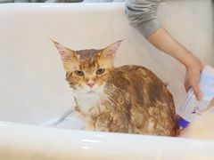 -momokira米努特·德文卷毛猫·棉花面纱犬