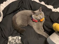 -帕帕拉兹宠物(亚洲旗舰店)