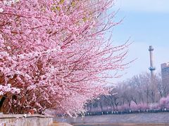 -桃花堤公园