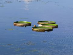 -荷塘月色湿地公园·向阳花洲