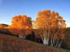 -塞罕坝国家级自然保护区