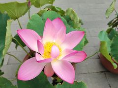 -莲花池公园