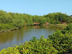 -大亚湾红树林城市湿地公园