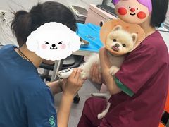-伟伟宠物医院·CT影像中心·瑞派犬猫综合性门诊(汉口总院)
