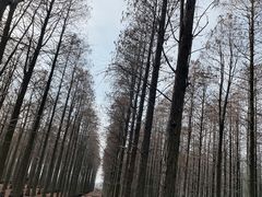-渌洋湖湿地公园