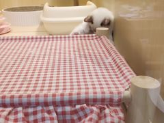 -momokira米努特·德文卷毛猫·棉花面纱犬