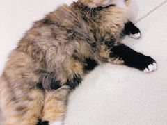 -藏猫猫咖啡主题馆(中央大道店)