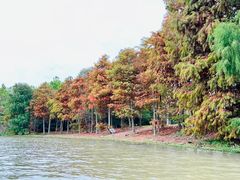 -上海海湾国家森林公园