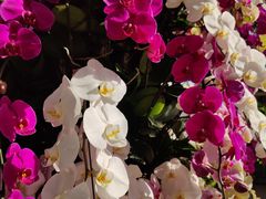 -北京植物园-展览温室