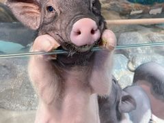-正佳雨林生态植物园