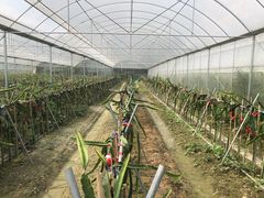 -洪湖家庭农场·团建·露营·会议