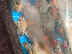 -码头鲜精致威海菜(欧乐坊店)