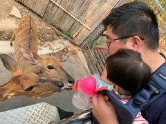 -清迈夜间动物园