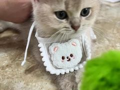 -lincat·猫舍(广州店)