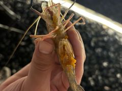 -DGE季风钓虾营地·团建·聚会
