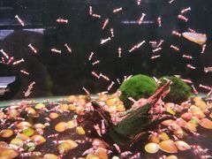 -中环花鸟鱼虫市场