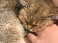 -飞行喵MR PILOT|猫舍·猫咖(静安大融城店)
