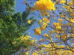 景点-天适樱花悠乐园