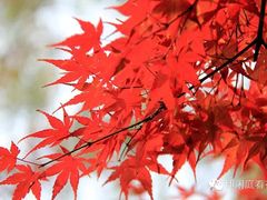 -黄村公园