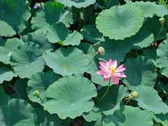 -莲池书院博物馆